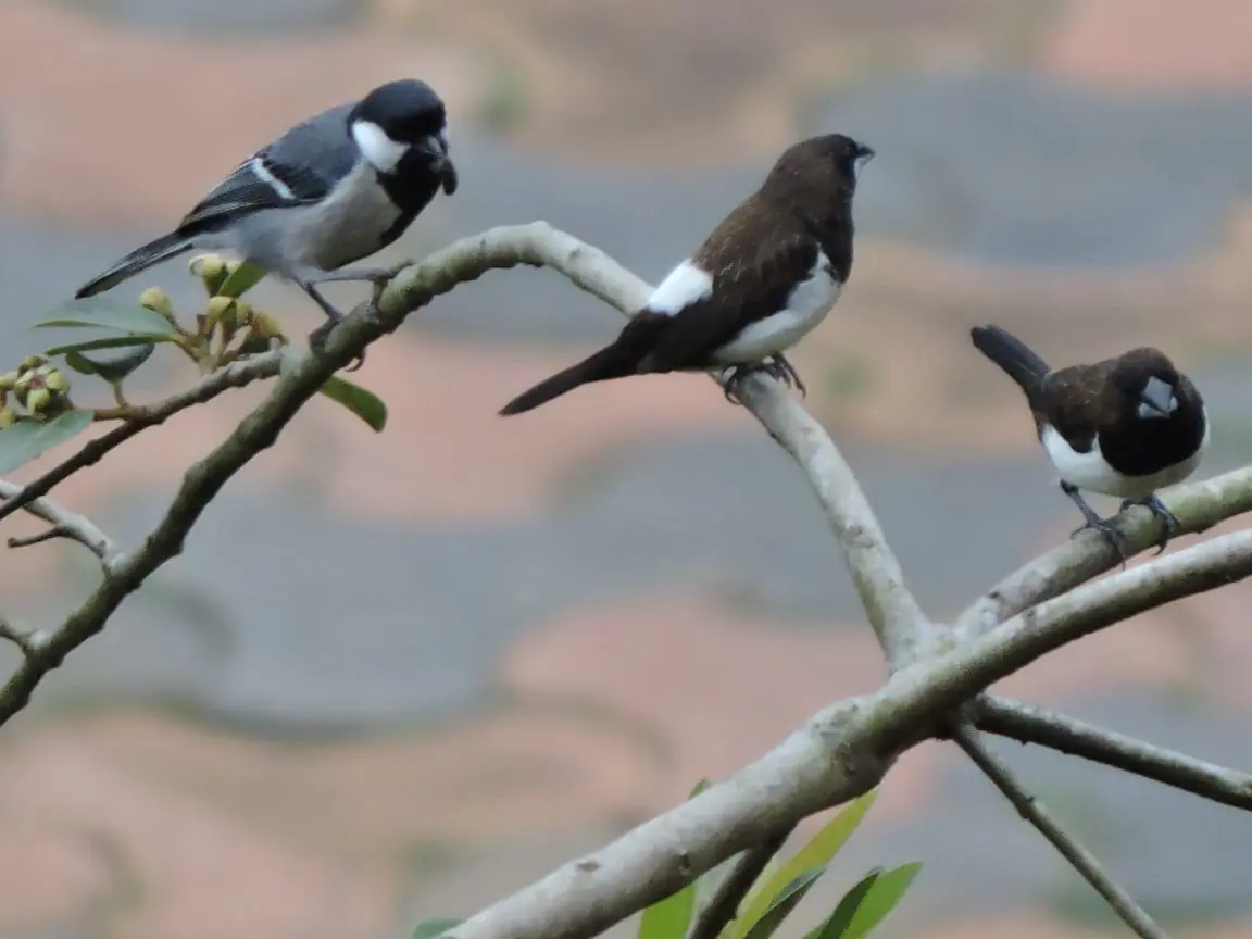 Sri Lankan Wildlife in Natural Habitat