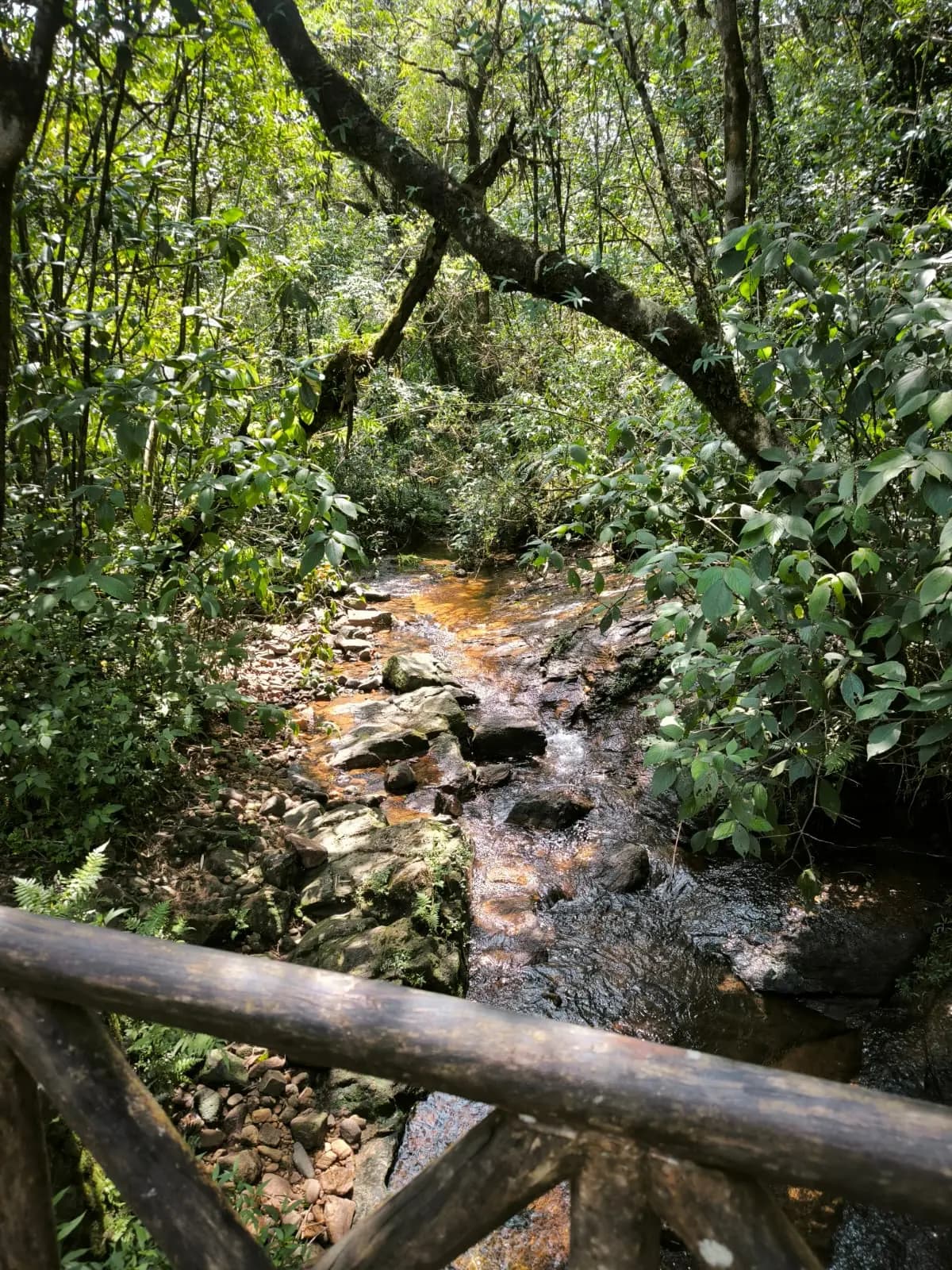 Dense Cloud Forest Trail in Knuckles