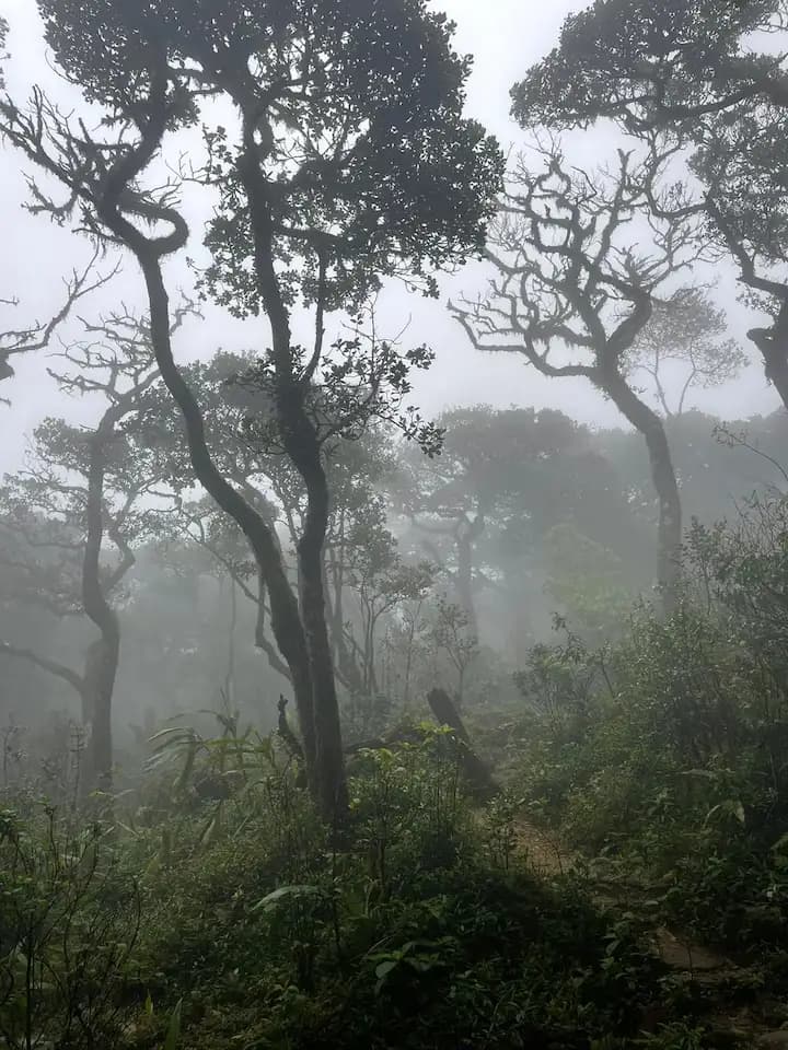 Knuckles Cloud Forest
