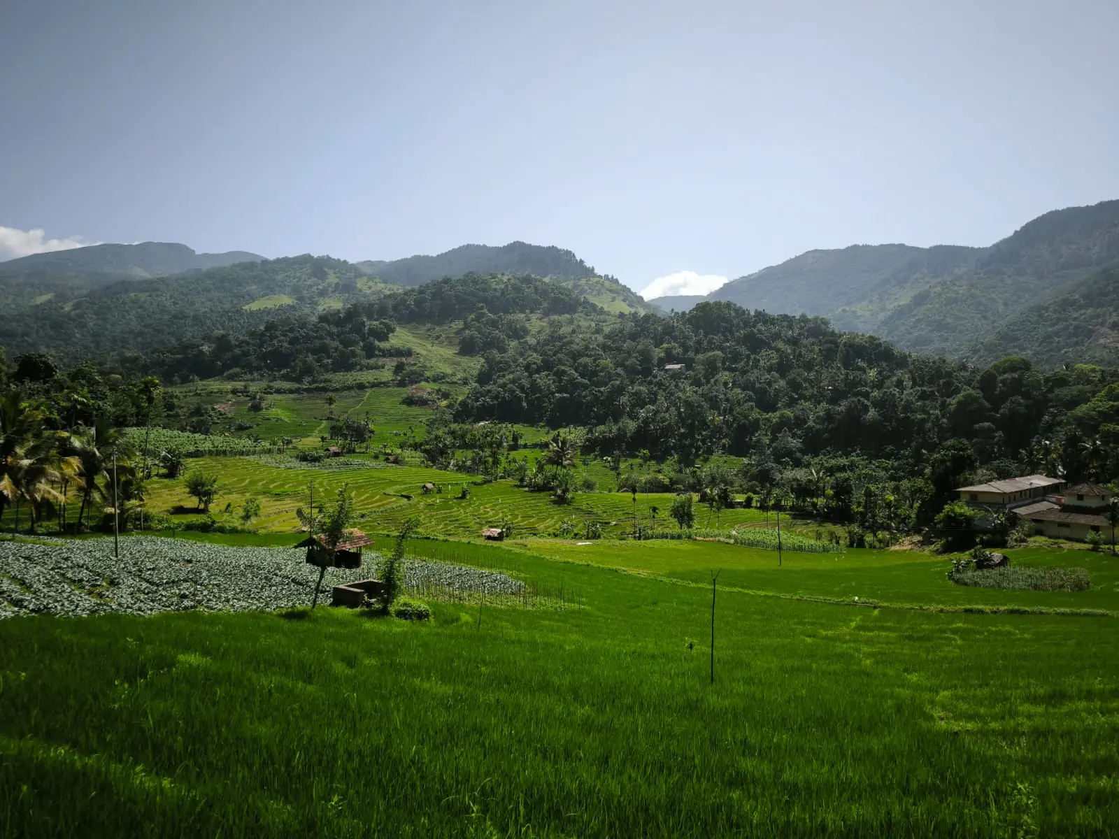 Scenic paddy field trekking view in Kandy, Sri Lanka